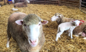 Christmas lambs